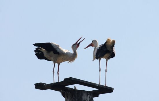 Storks in the Novgorod region