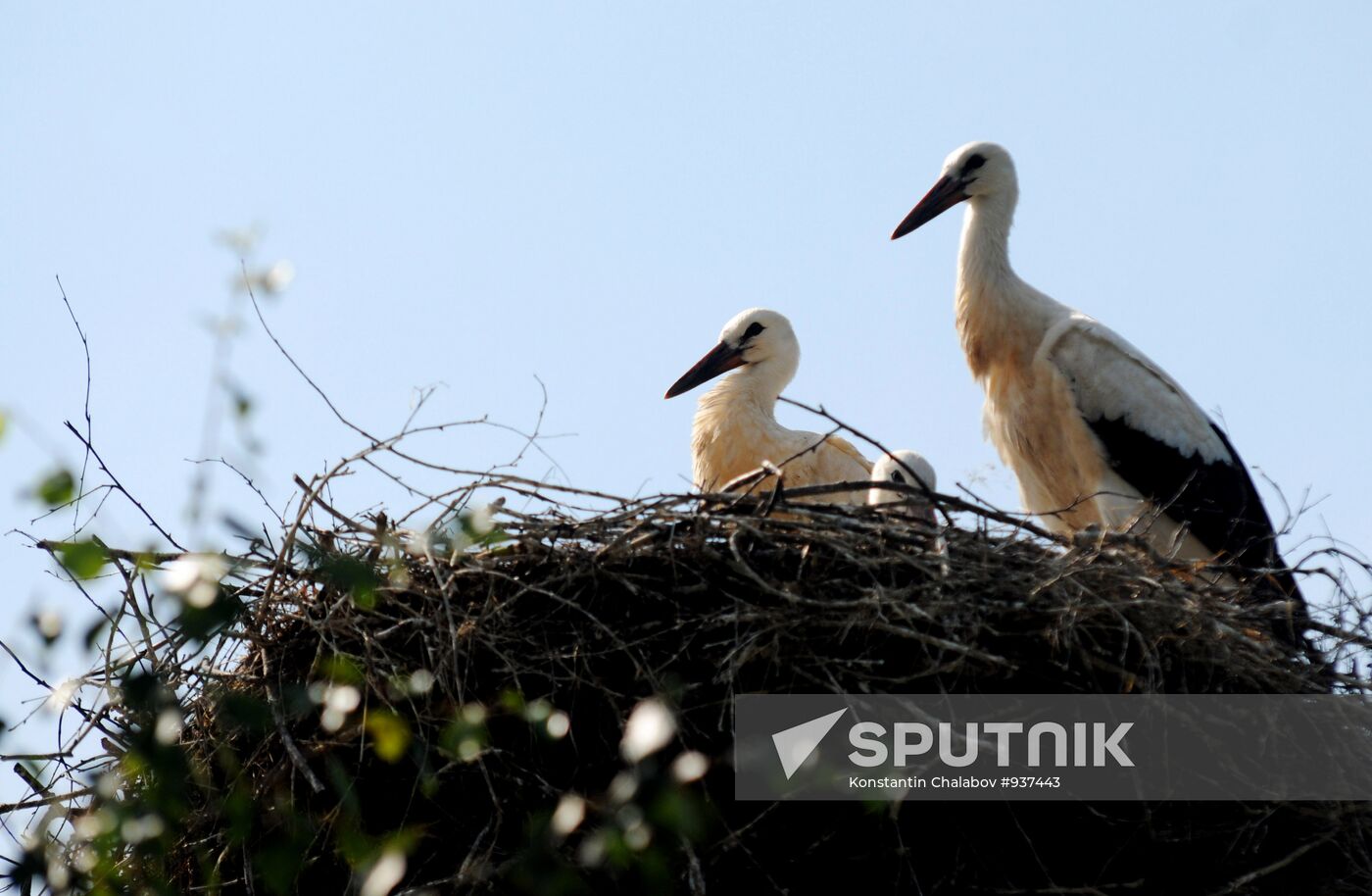 Storks in the Novgorod region