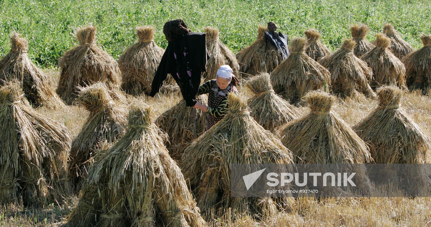 Locals reap wheat in village of Danilovichi