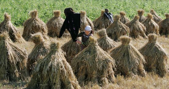 Locals reap wheat in village of Danilovichi