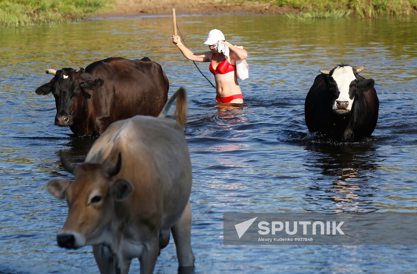 Girl walks herd of cattle across Teza River