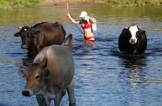 Girl walks herd of cattle across Teza River