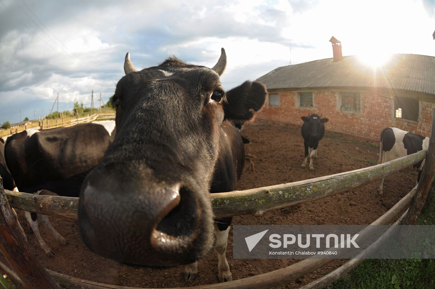 Veterinary hospital specialists at work in Novgorod Region