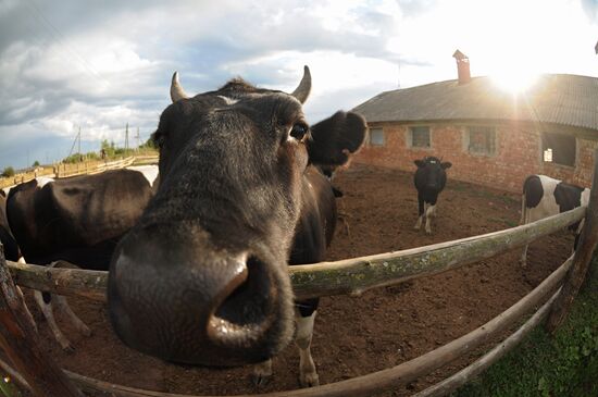 Veterinary hospital specialists at work in Novgorod Region