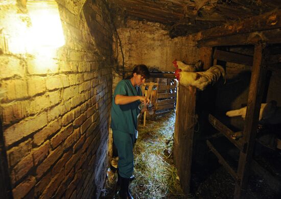 Veterinary hospital specialists at work in Novgorod Region