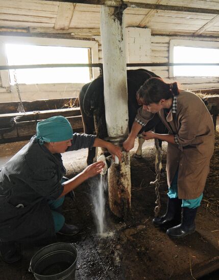 Veterinary hospital specialists at work in Novgorod Region