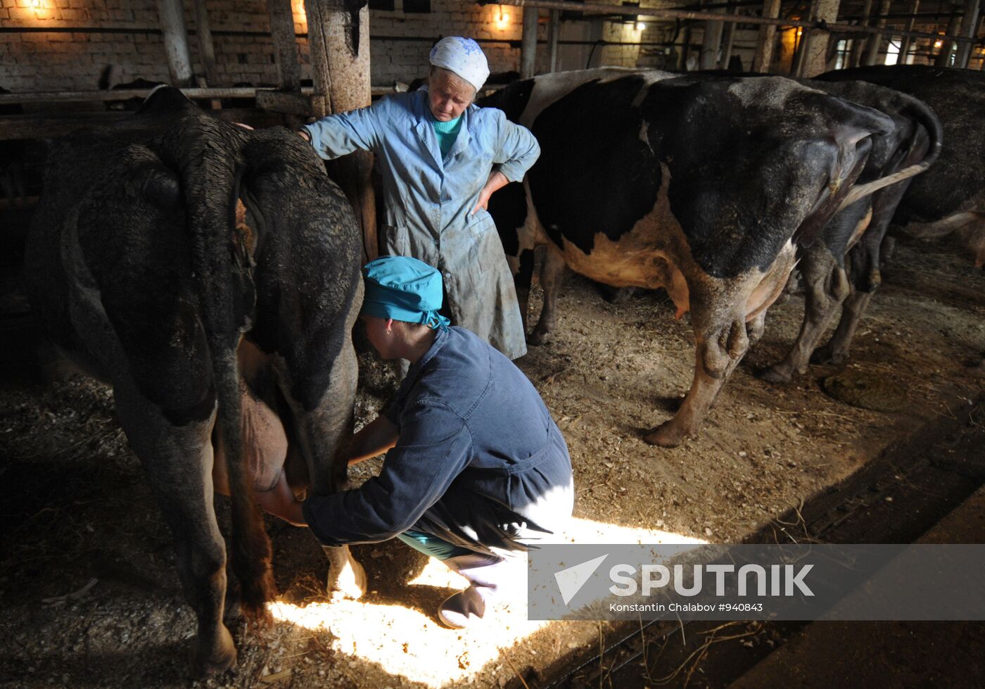 Veterinary hospital specialists at work in Novgorod Region