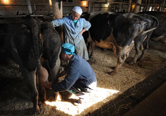 Veterinary hospital specialists at work in Novgorod Region