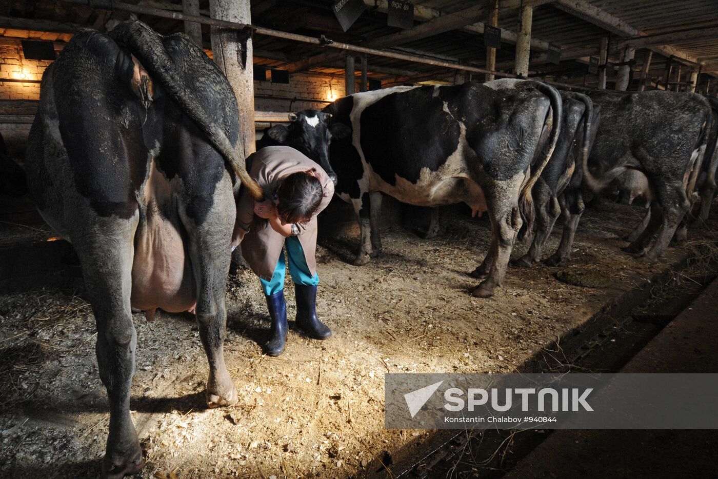 Veterinary hospital specialists at work in Novgorod Region