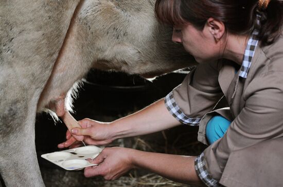 Veterinary hospital specialists at work in Novgorod Region