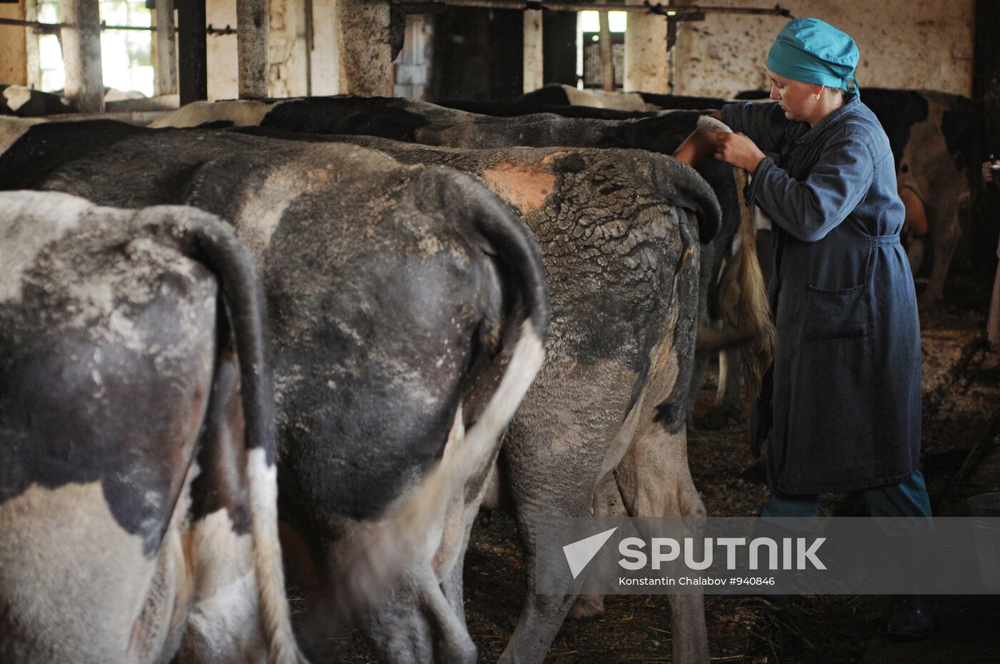 Veterinary hospital specialists at work in Novgorod Region