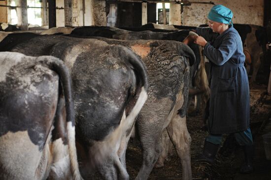 Veterinary hospital specialists at work in Novgorod Region