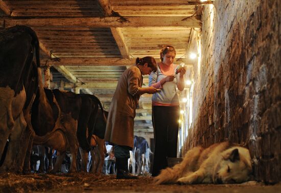 Veterinary hospital specialists at work in Novgorod Region