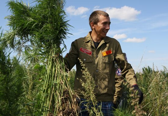 Student crew destroys wild hemp plants in Altai Territory