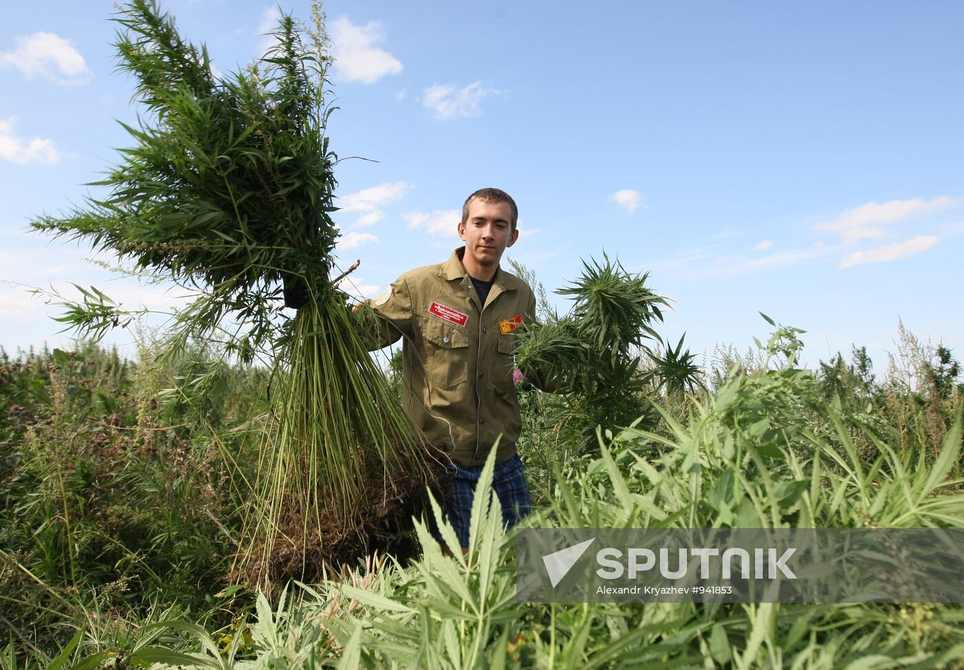 Student crew destroys wild hemp plants in Altai Territory