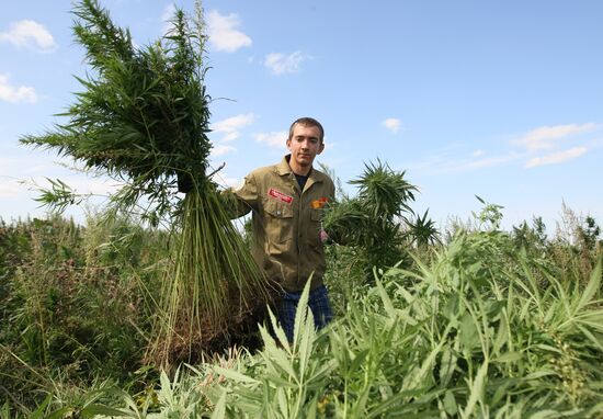 Student crew destroys wild hemp plants in Altai Territory