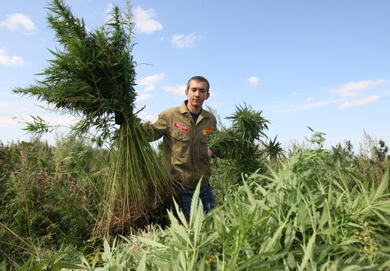 Student crew destroys wild hemp plants in Altai Territory