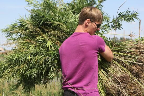 Student crew destroys wild hemp plants in Altai Territory