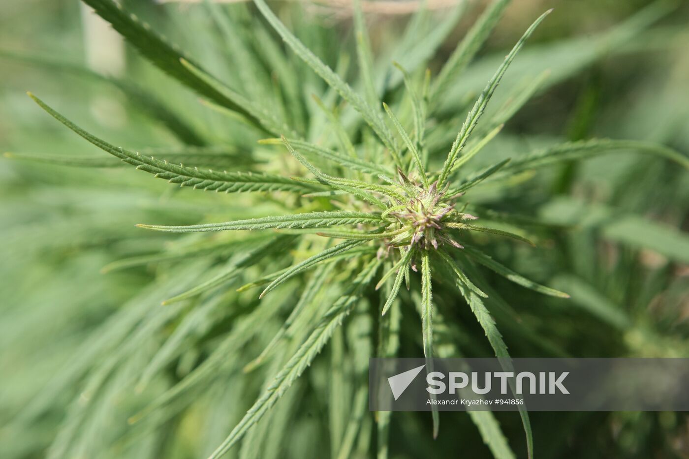 Student crew destroys wild hemp plants in Altai Territory