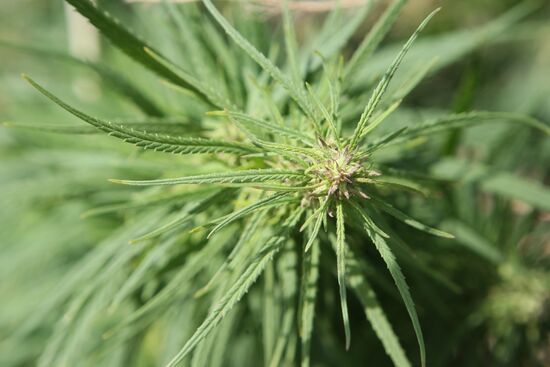 Student crew destroys wild hemp plants in Altai Territory