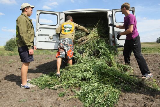 Student crew destroys wild hemp plants in Altai Territory