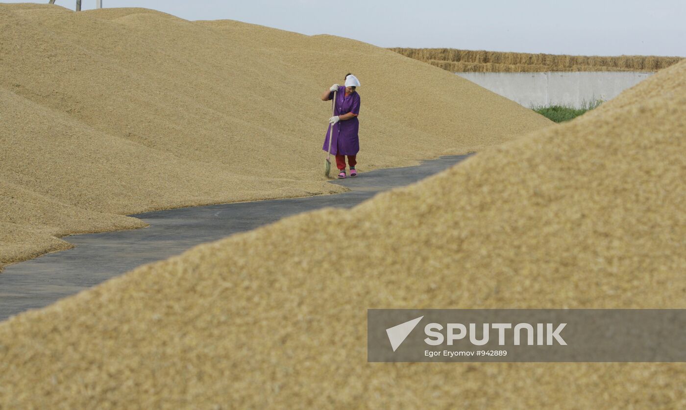 Wheat harvest near village of Ptich, Minsk District