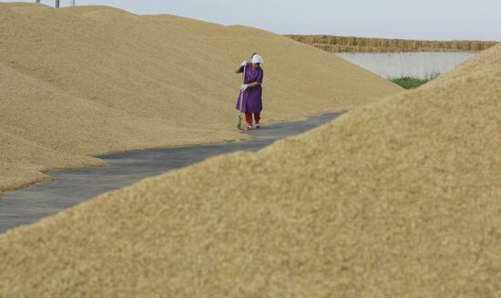 Wheat harvest near village of Ptich, Minsk District