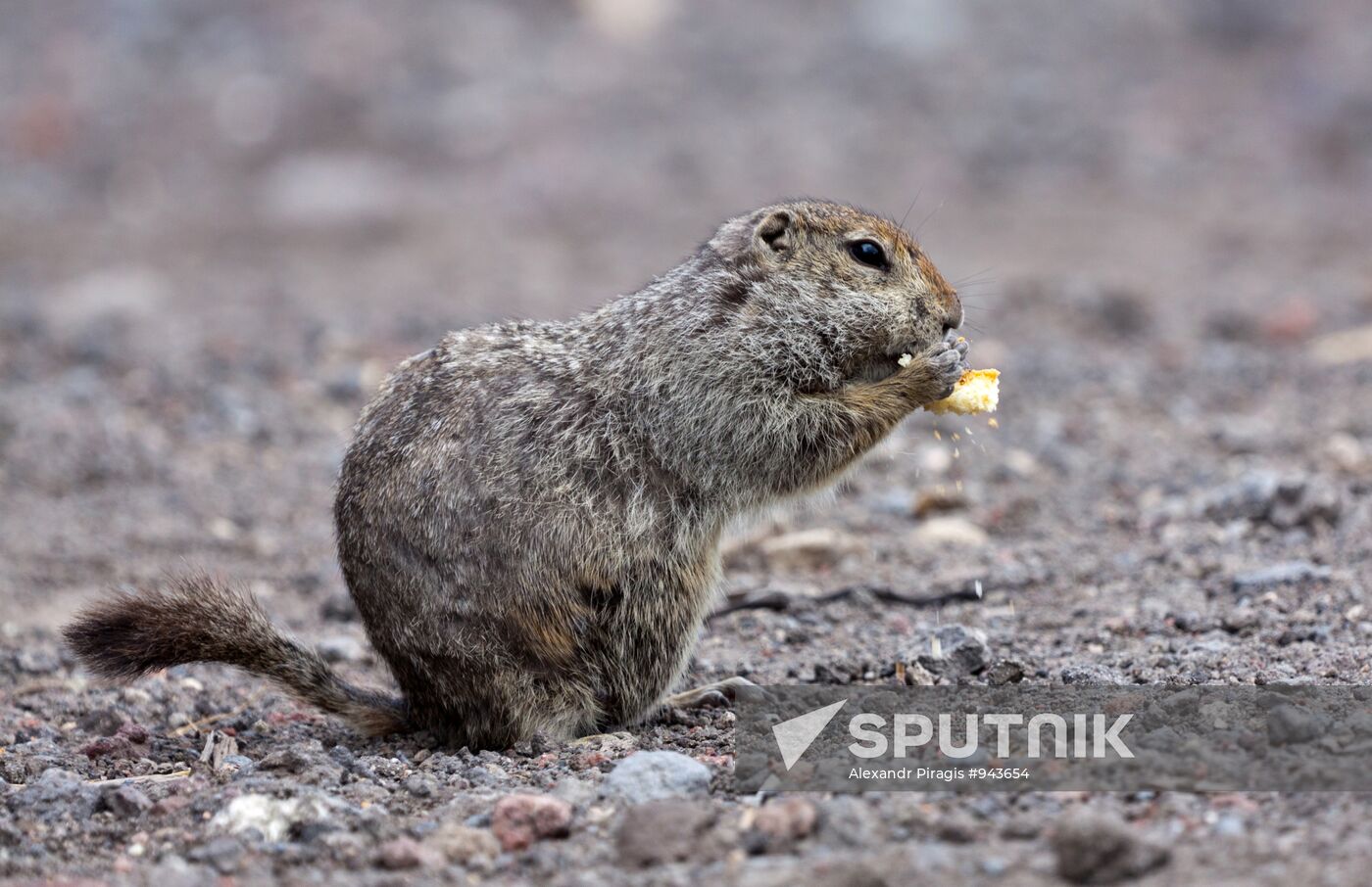 Kamchatka Arctic ground squirrel