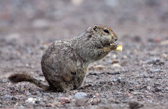 Kamchatka Arctic ground squirrel