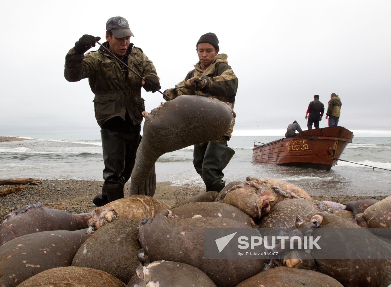 Walrus hunt, Chukotka