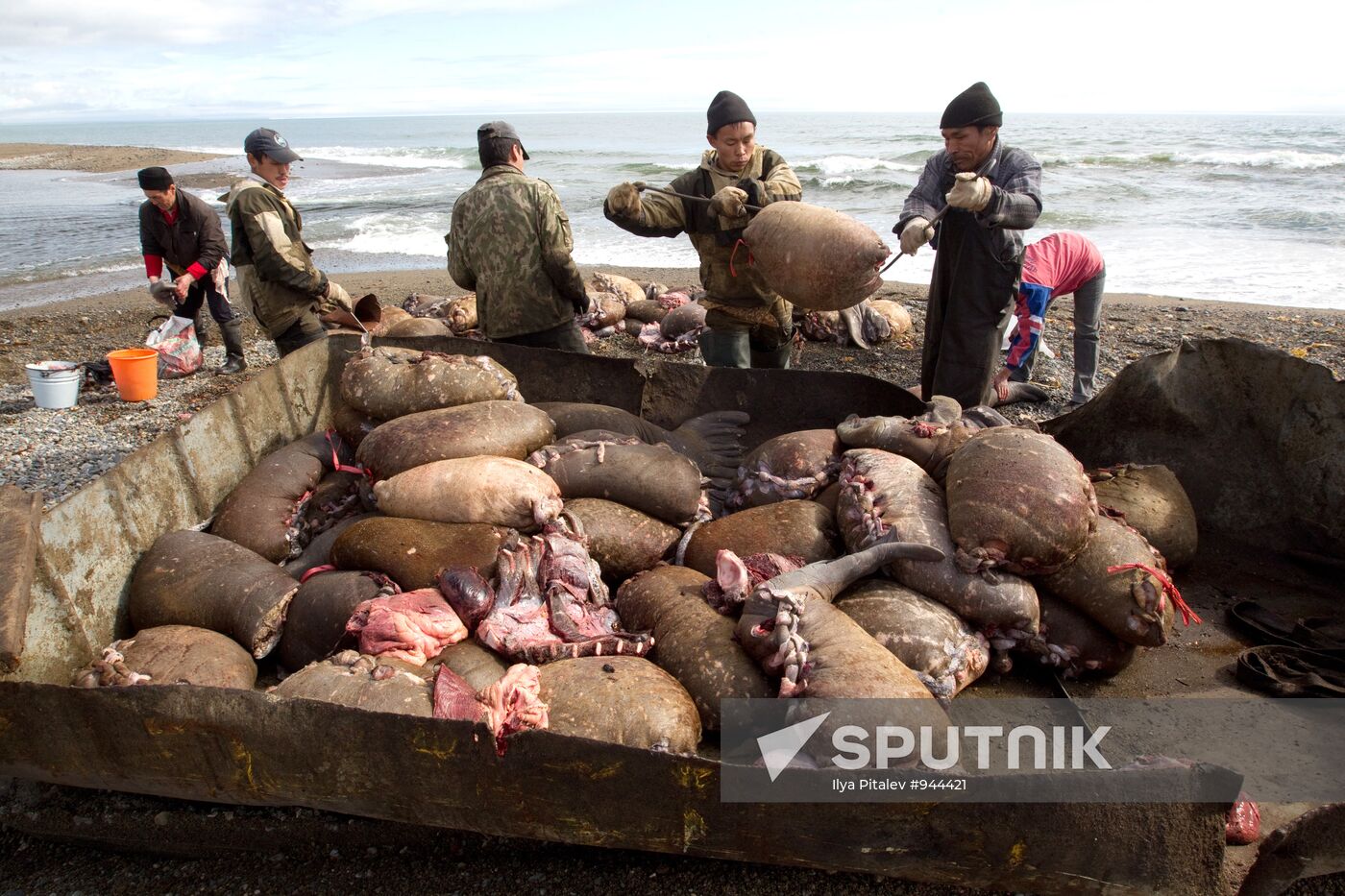 Hunters fishing walrus