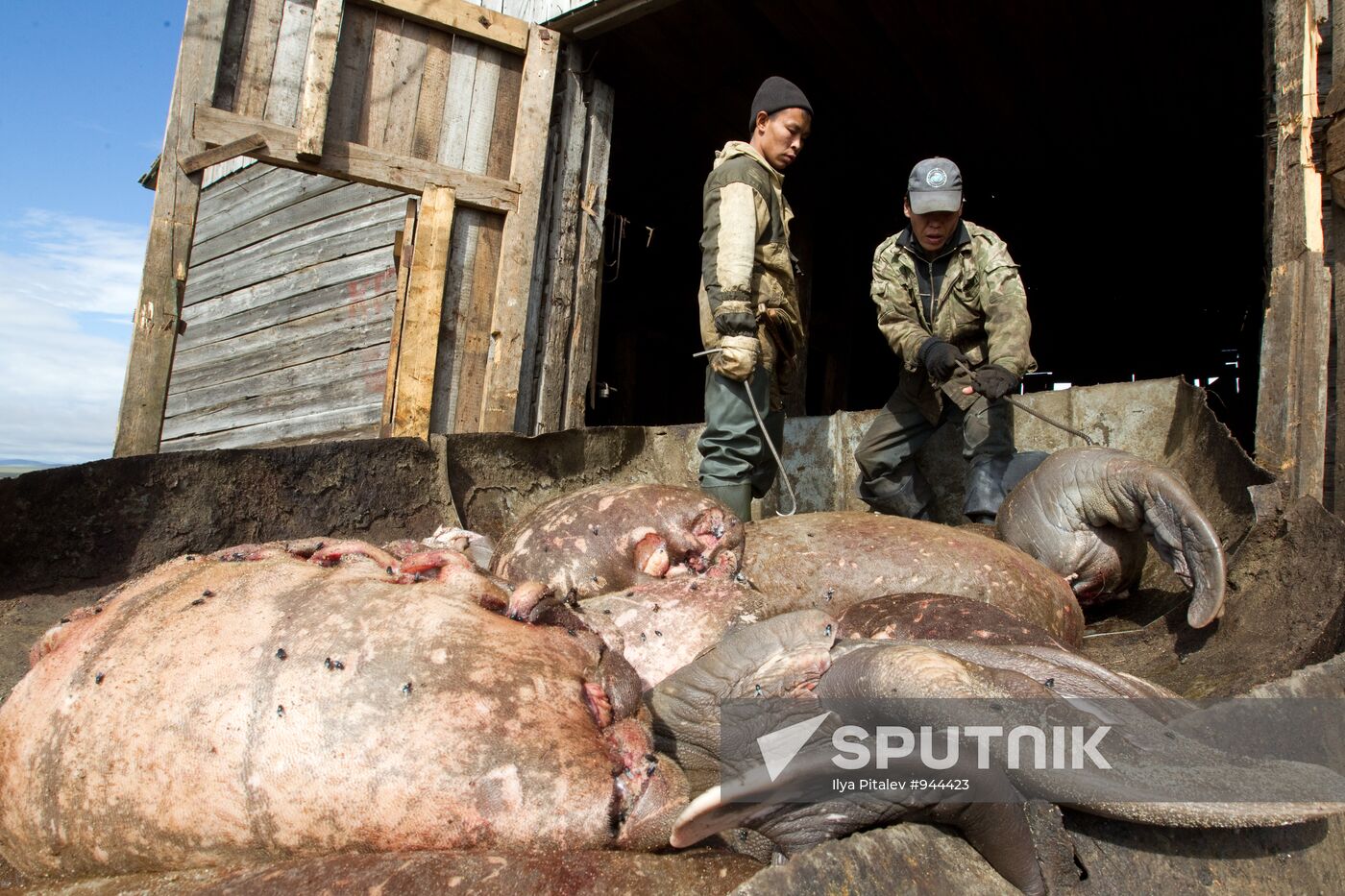 Walrus hunt, Chukotka