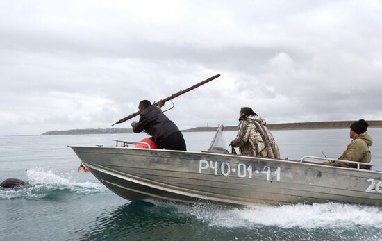 Walrus hunt, Chukotka