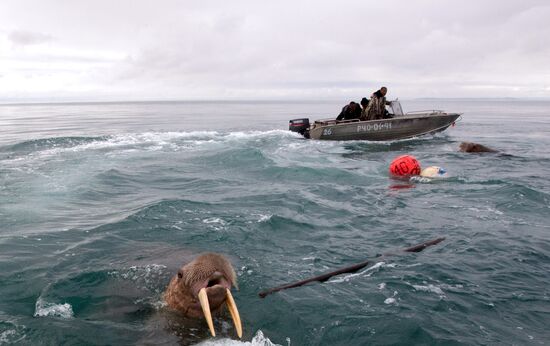 Walrus hunt, Chukotka