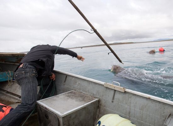 Walrus hunt, Chukotka