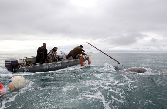 Walrus hunt, Chukotka
