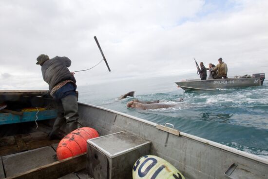 Walrus hunt, Chukotka
