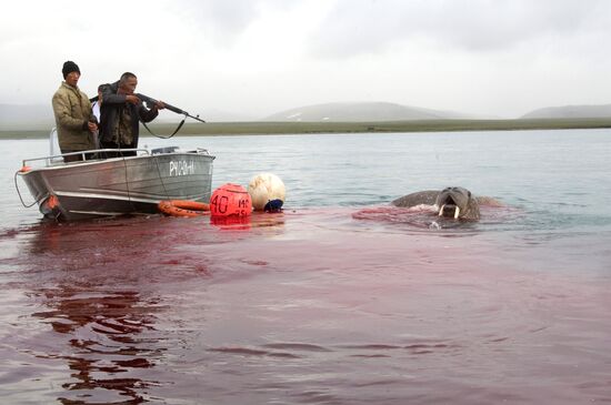 Walrus hunt, Chukotka
