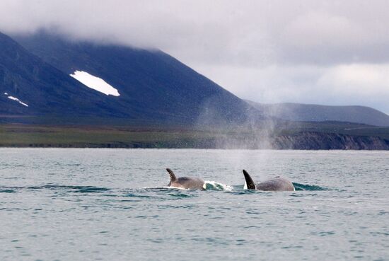 Walrus hunt, Chukotka