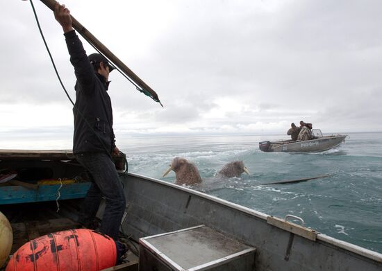 Walrus hunt, Chukotka