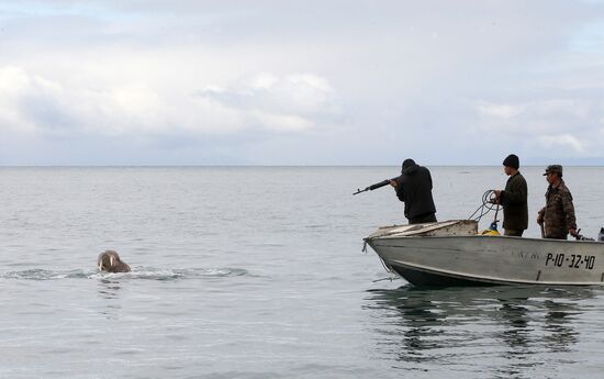 Walrus hunt, Chukotka