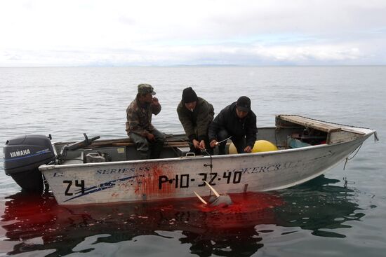 Walrus hunt, Chukotka