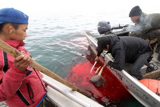 Walrus hunt, Chukotka