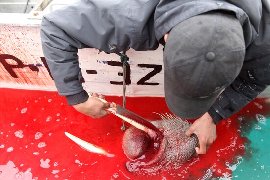 Walrus hunt, Chukotka