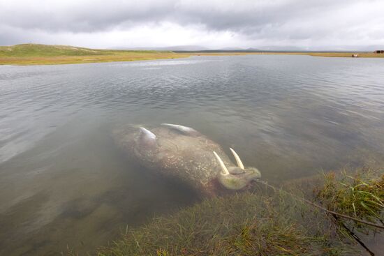 Walrus hunt, Chukotka