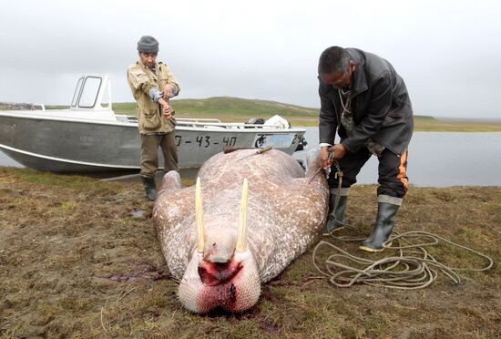Walrus hunt, Chukotka