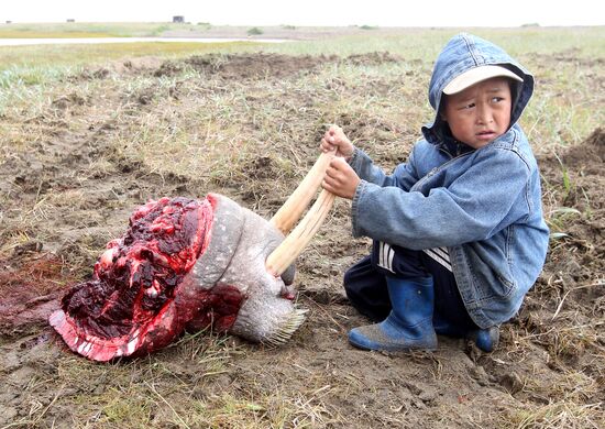 Walrus hunt, Chukotka