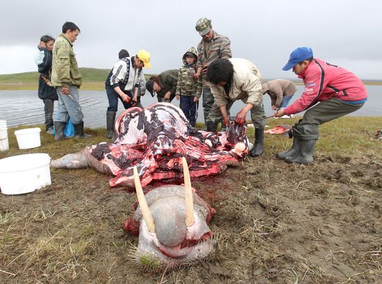 Walrus hunt, Chukotka