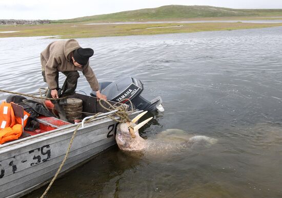 Walrus hunt, Chukotka