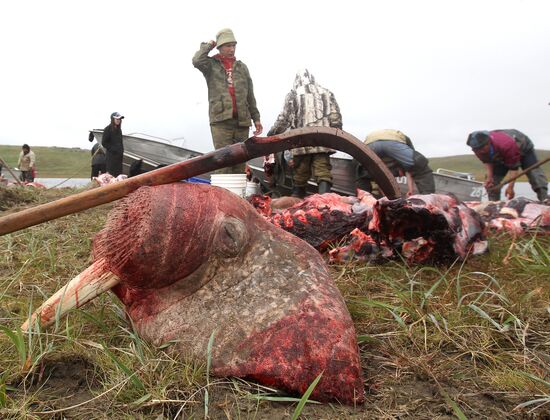Walrus hunt, Chukotka